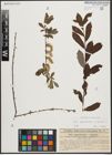 Foto von Salix appendiculata Vill. x Salix purpurea L.